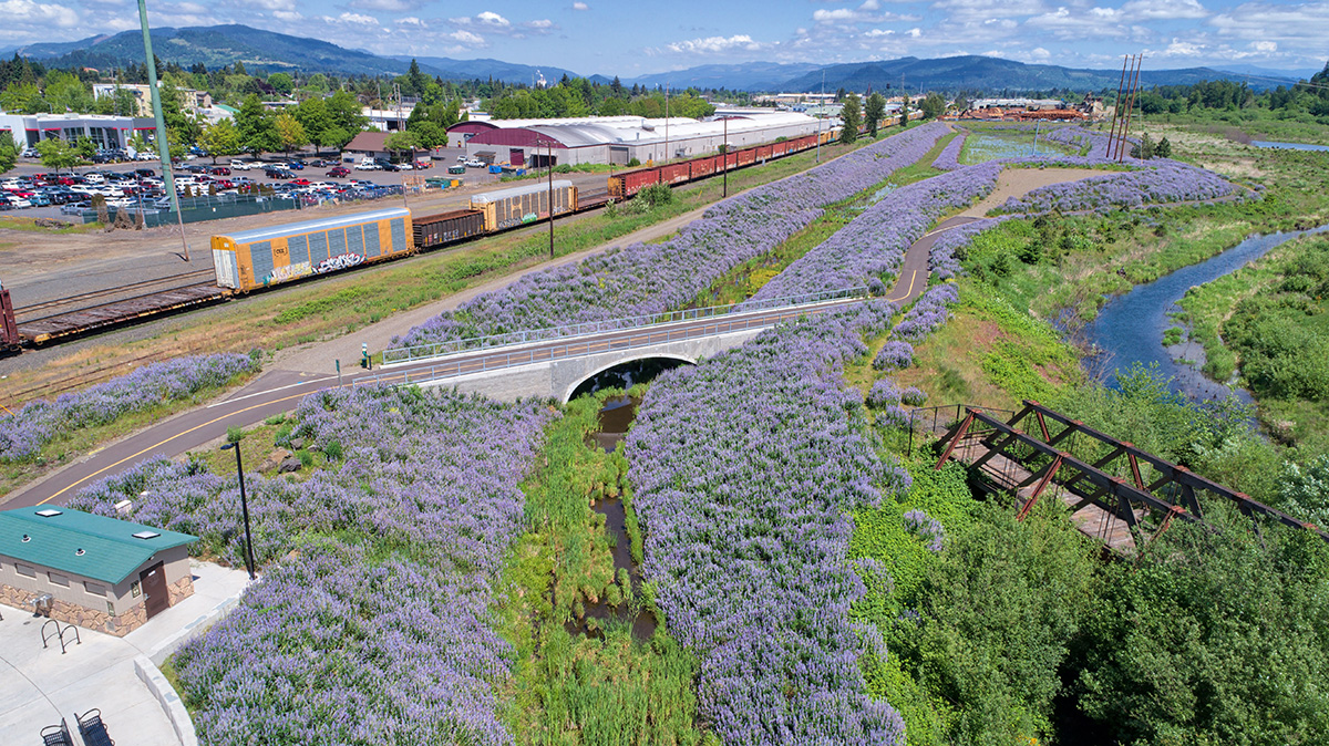 Purple flowers bloom alongside Mill Race Path 