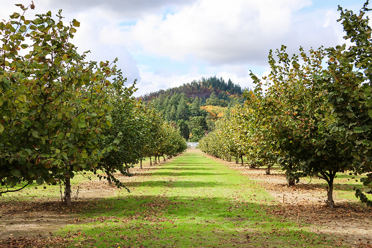 Between two rows of filbert trees, with the sky visible above.