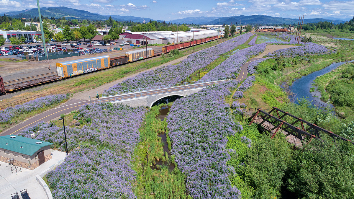 Purple flowers bloom alongside Mill Race Path