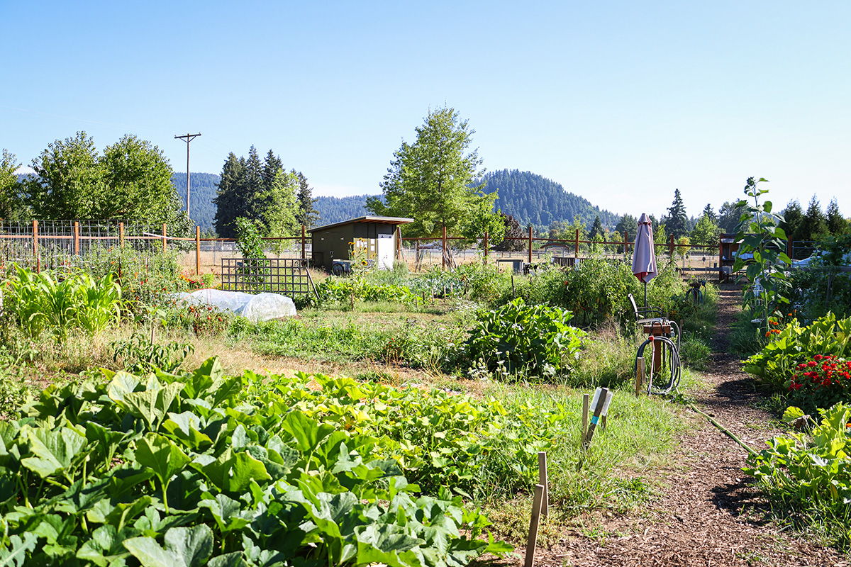 Several garden plots peak season at Thurston Community Garden in the summer