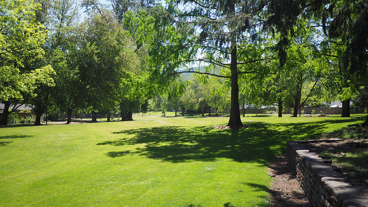 Open grassy area on a sunny day with trees lining a path and scattered throughout the park