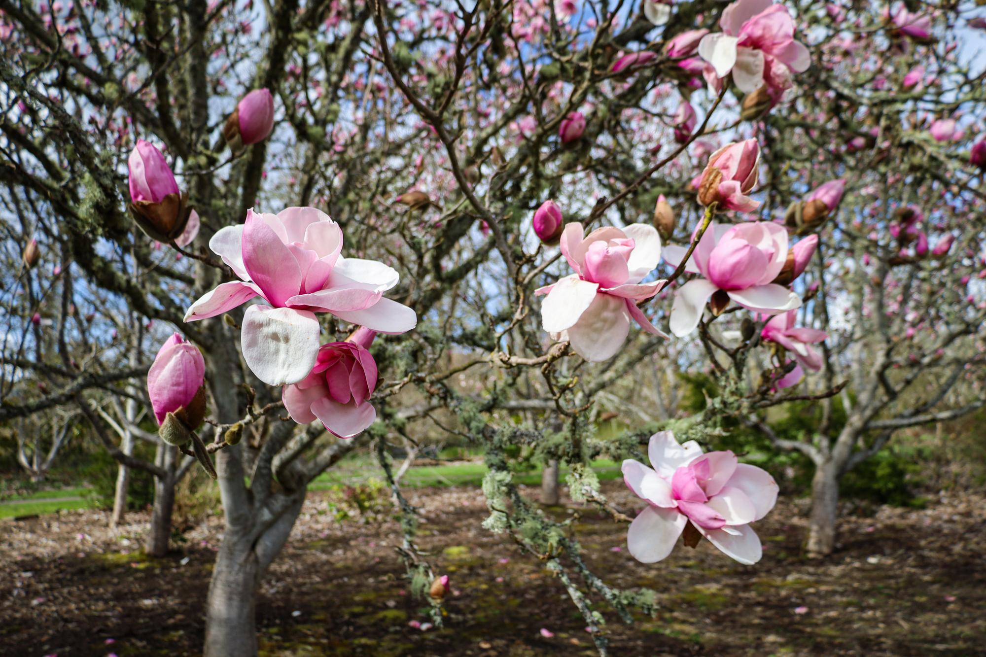 up close pink magnolia blooms in spring