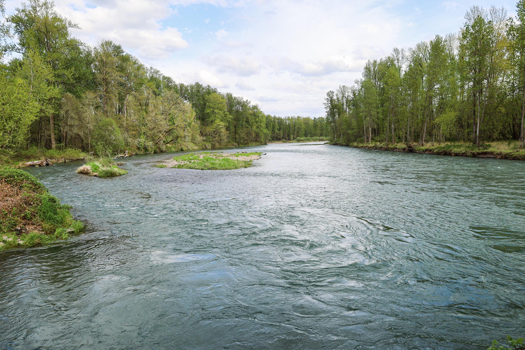 View of the Middle Fork Willamette River from Clearwater Park