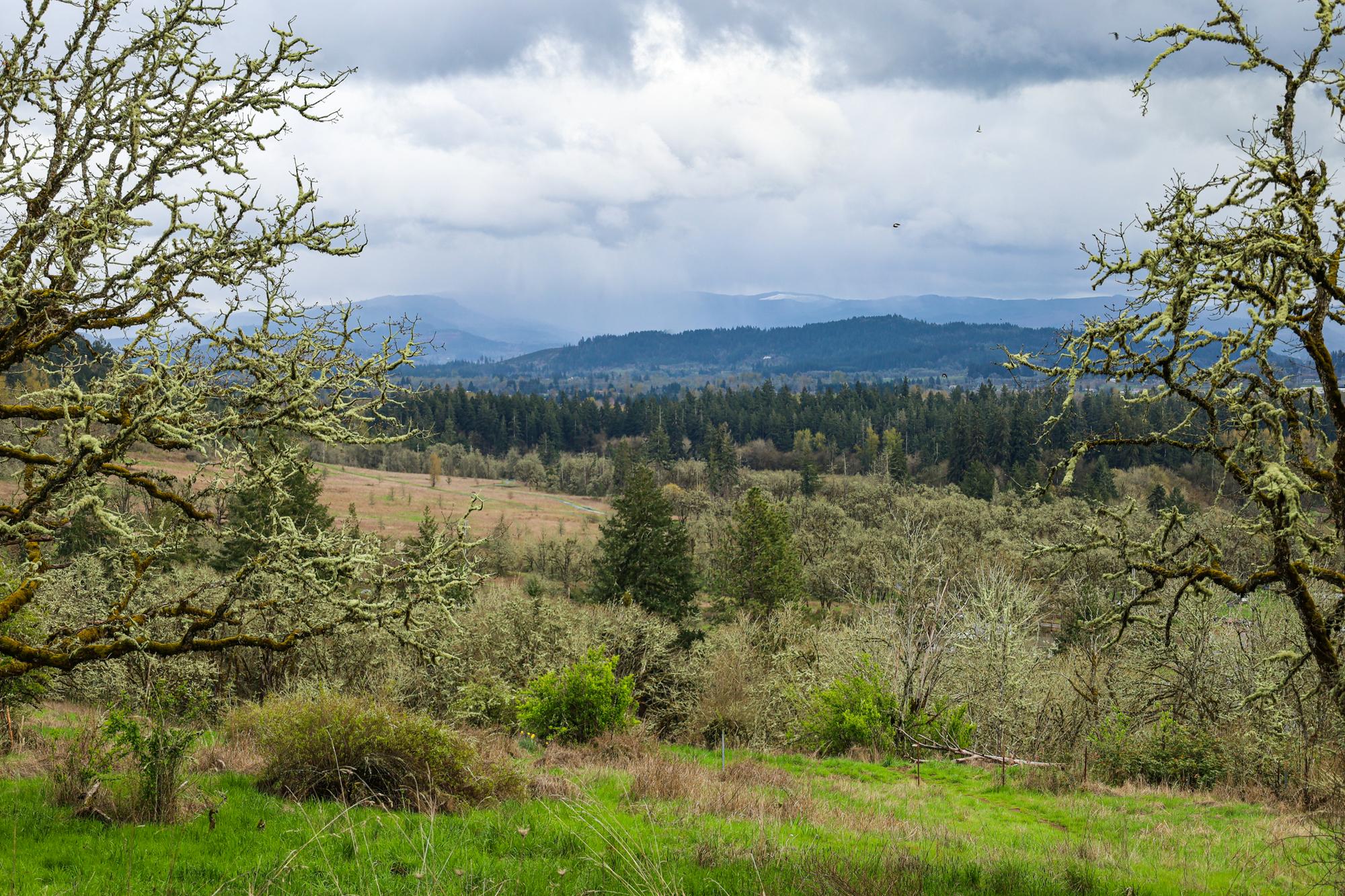 view from Willamette Heights Park