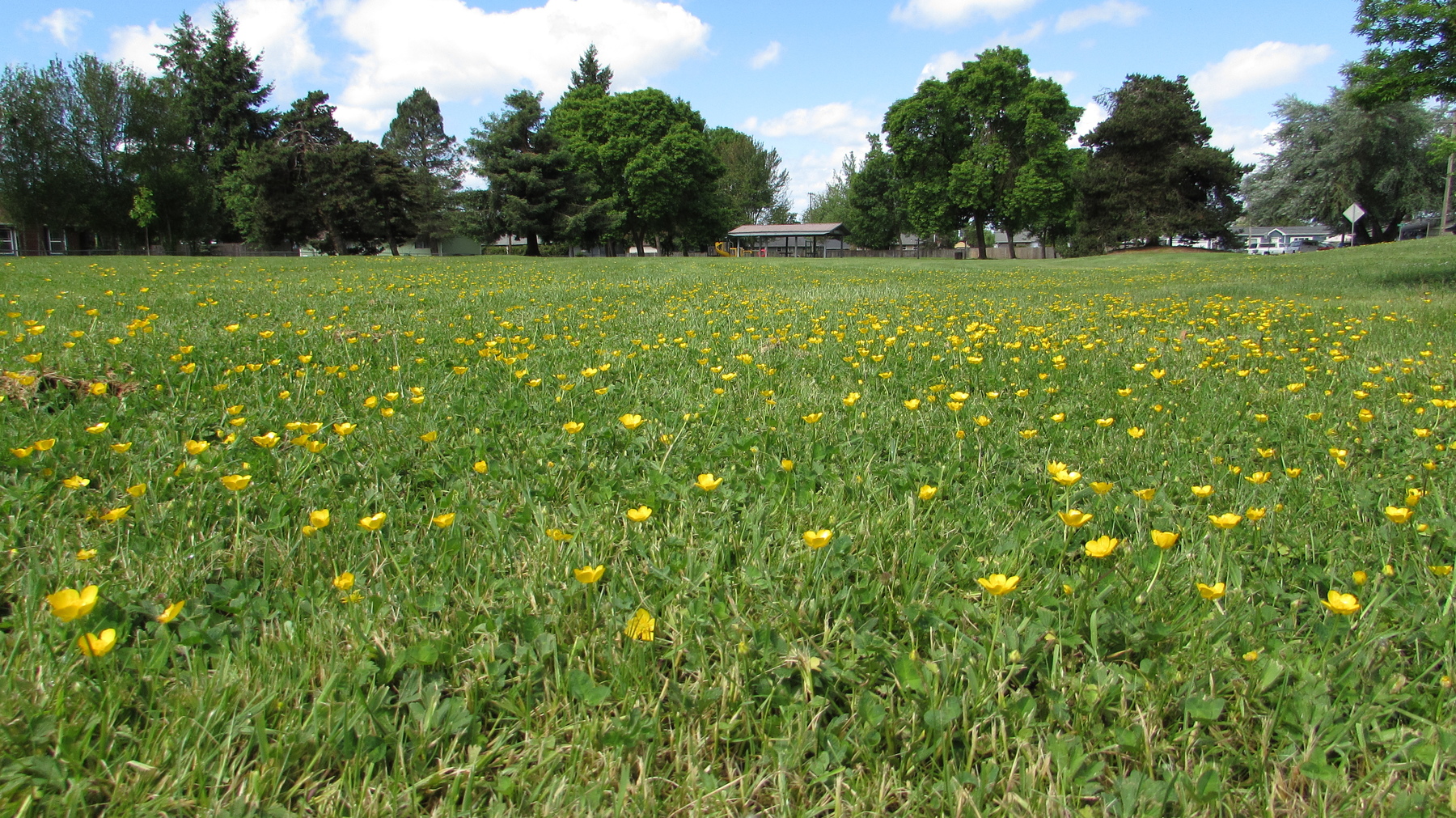 A field of grassy and yellow flowers at Tyson Park