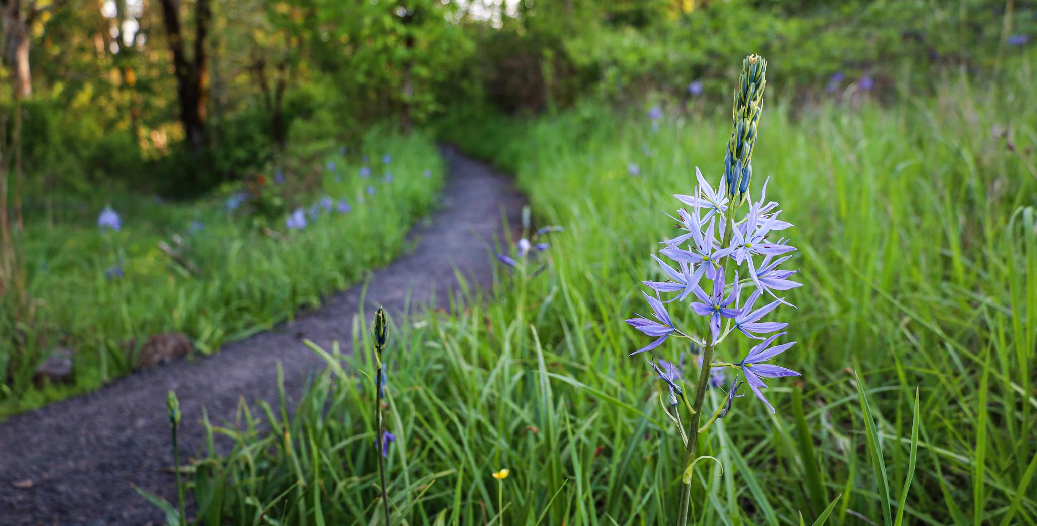 camas in bloom next to a trail at dorris ranch