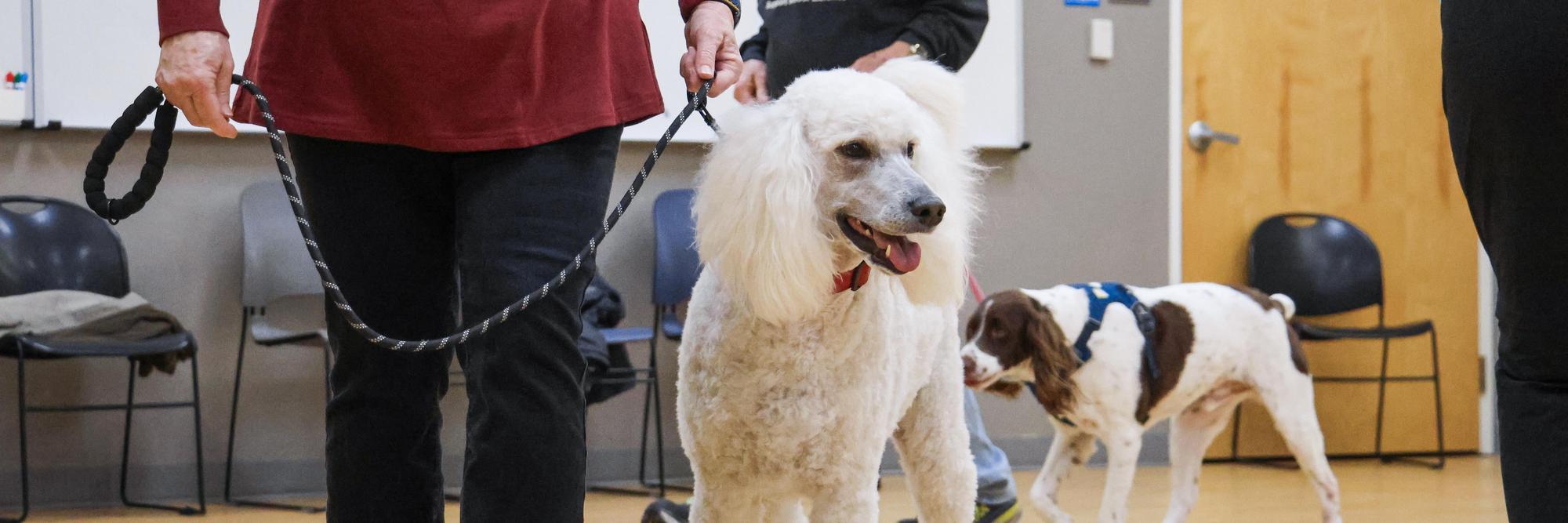 Dogs walk on leash during dog training class