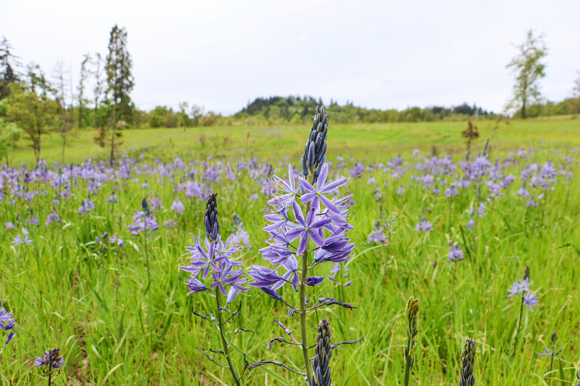 Camas blooms at Dorris Ranch