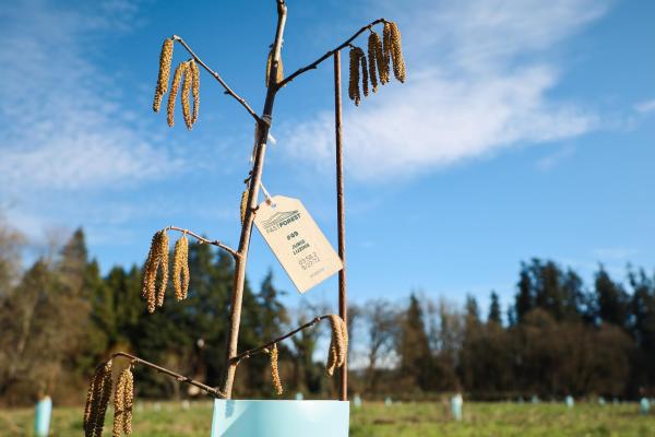 avellano del bosque rápido