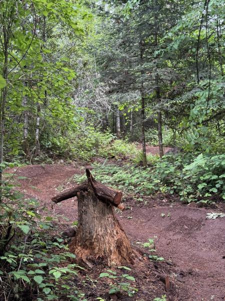 Cedar Shark Trail and tree stump