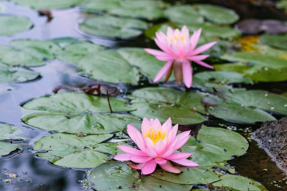 Two pink lilies float in a group of lily pads.