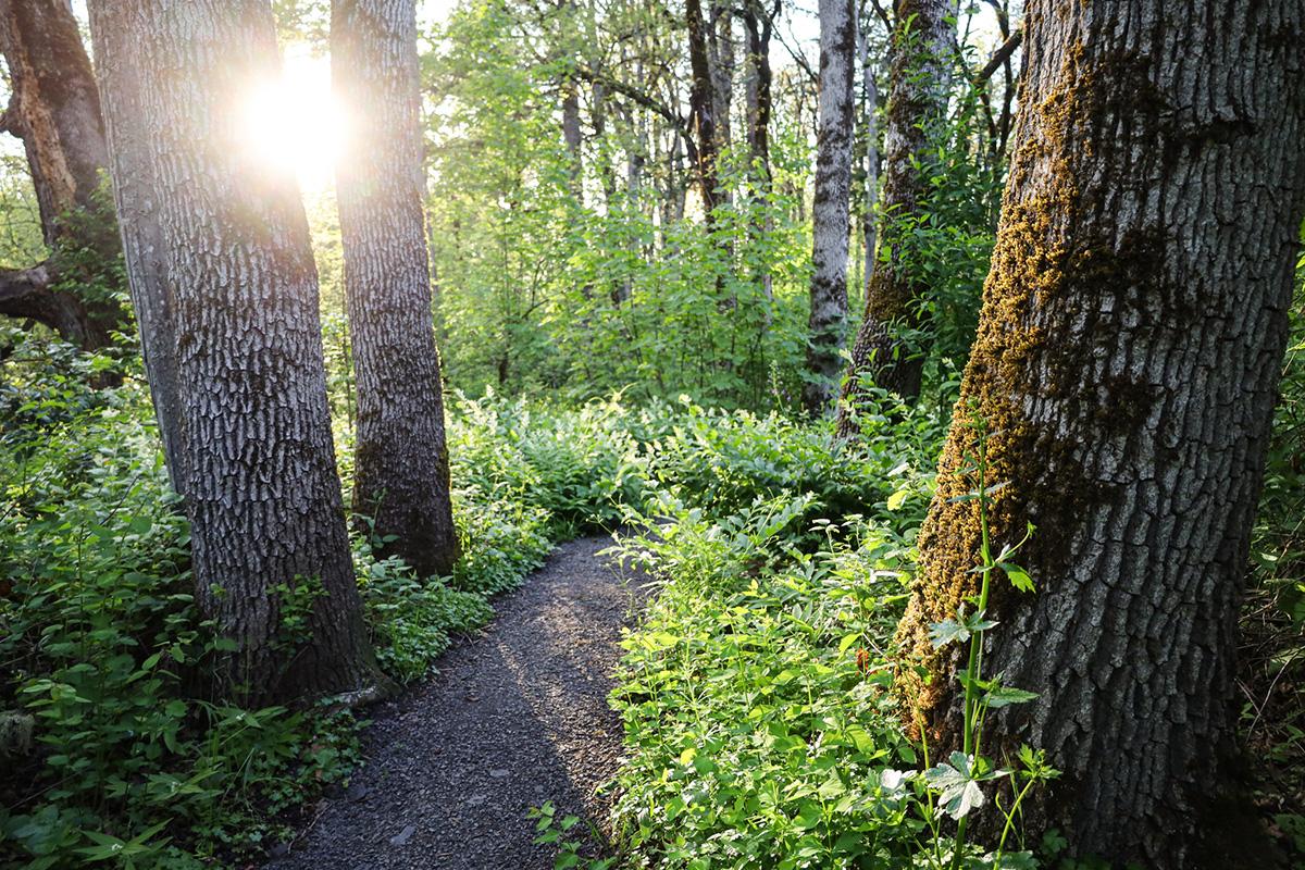 Sun flares between two trees next to a gravel path in a wooded area