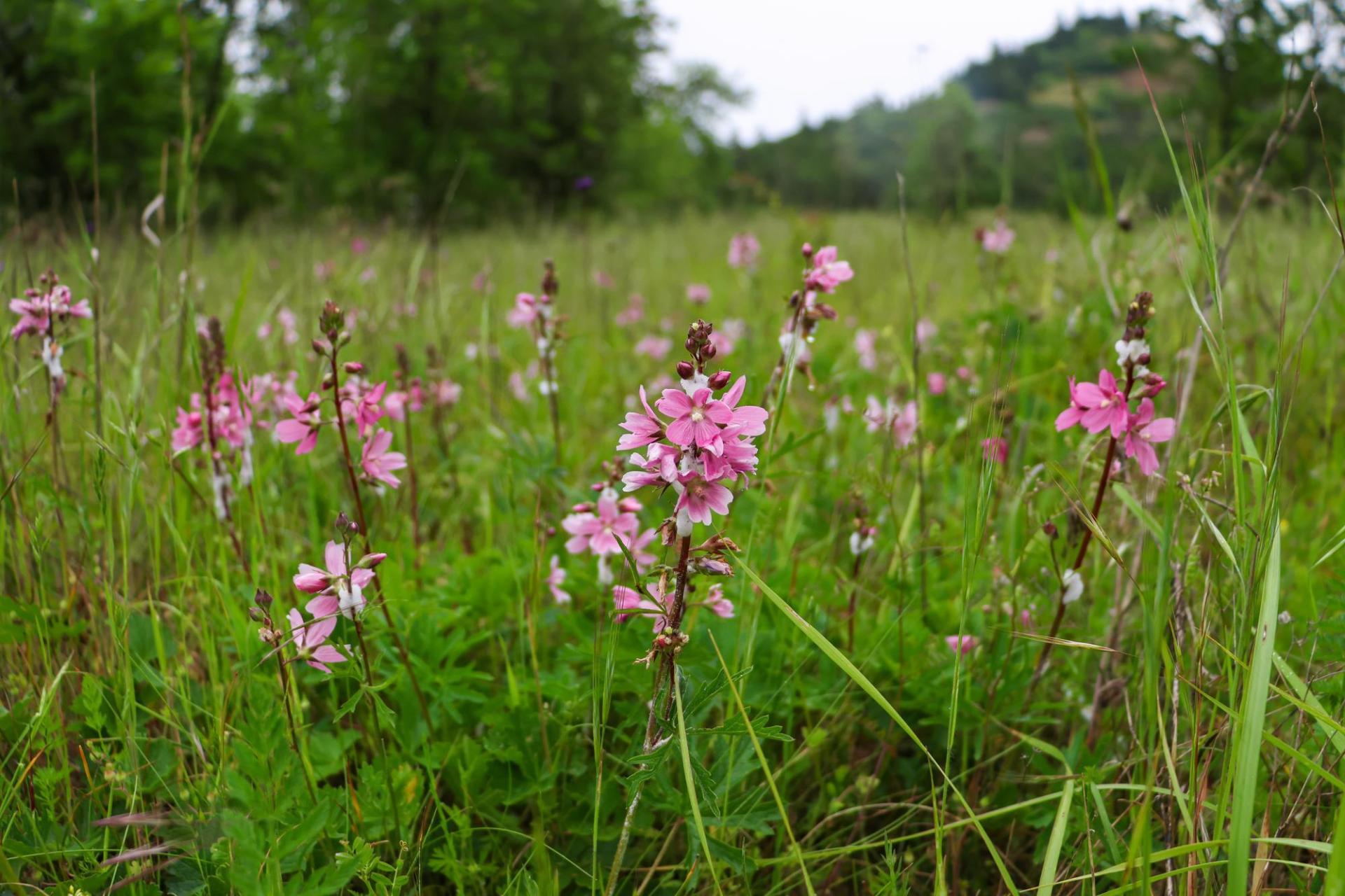 checker mallow blooms in the prairie