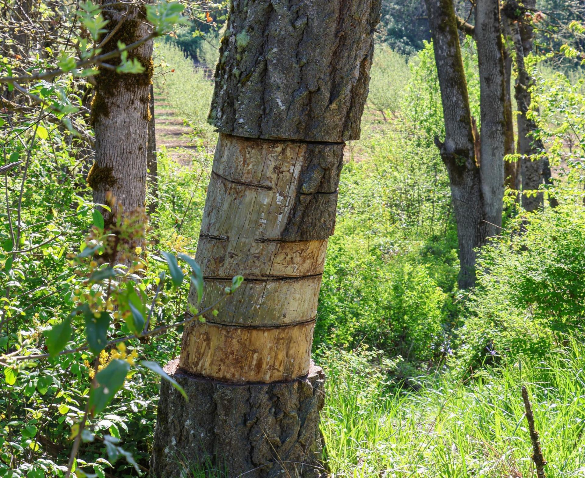 Girdled douglas fir tree