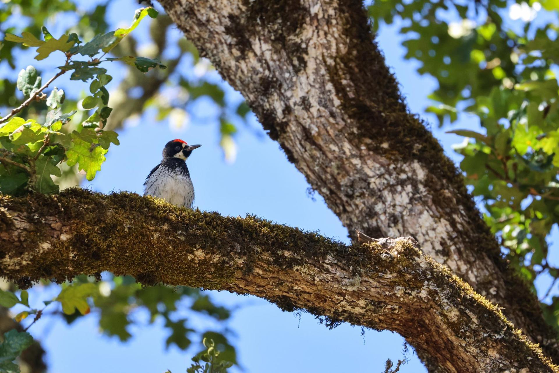 Acorn woodpecker sitting in an oak tree