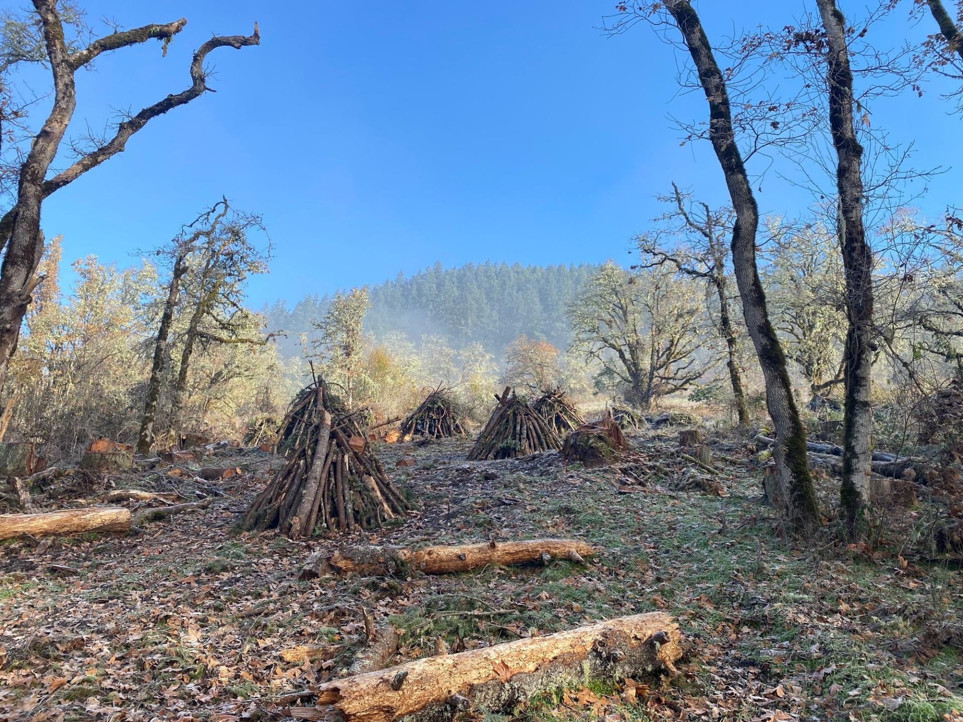 Debris piles in the project area at Thurston Hills Natural Area