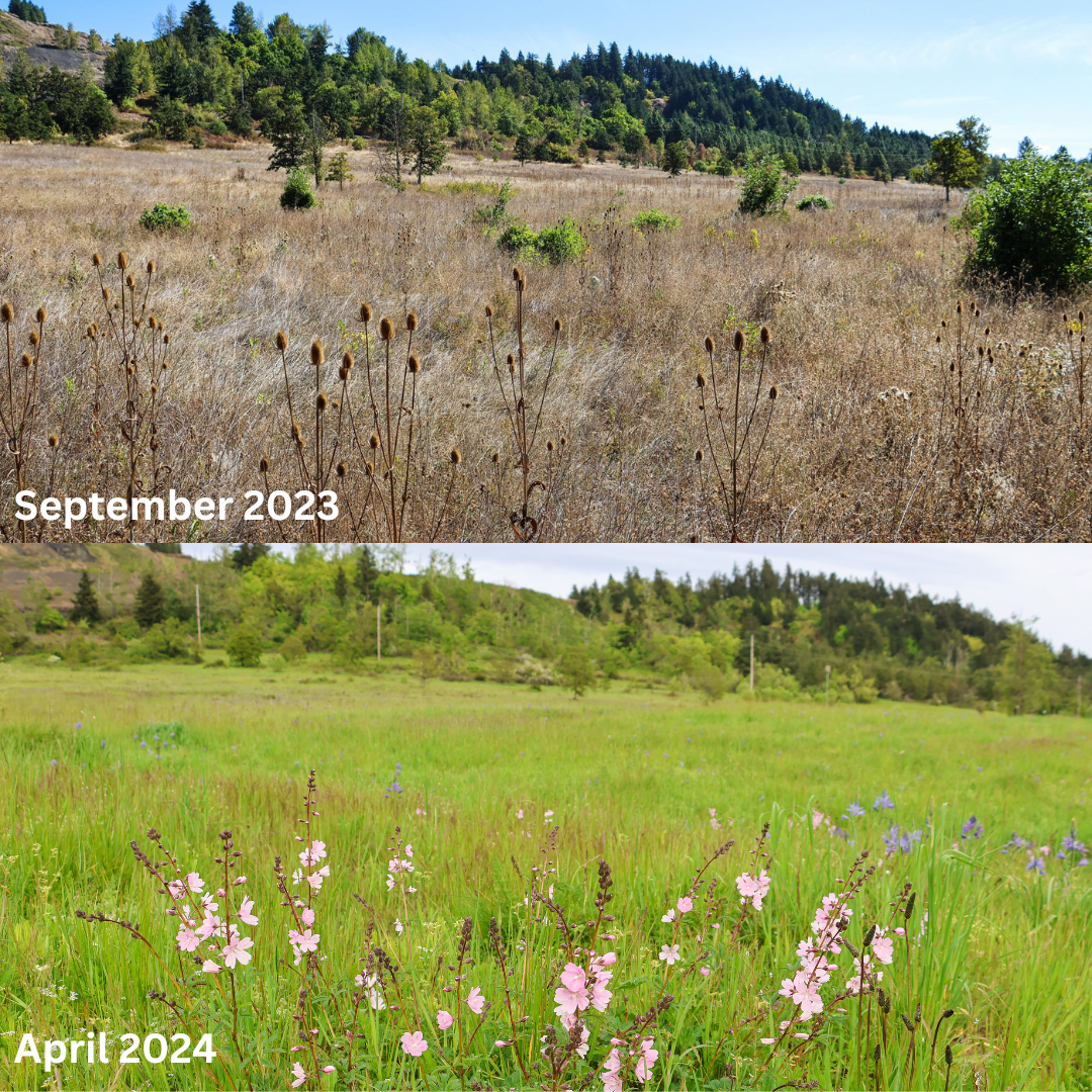 Oak prairie in september 2023 and blooming with wildflowers in april 2024